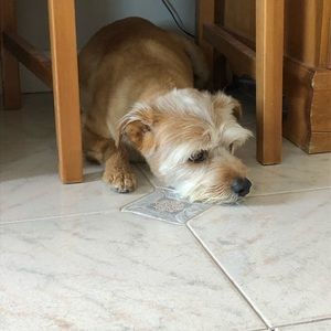 Meet your Posher, Bret